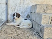 LEXA, Hund, Mischlingshund in Griechenland - Bild 2