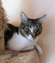 CAROLINA, Katze, Europäisch Kurzhaar in Spanien - Bild 6