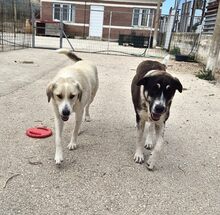 ZUNA, Hund, Mischlingshund in Griechenland - Bild 7