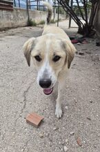 ZUNA, Hund, Mischlingshund in Griechenland - Bild 8