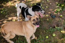 ANNA, Hund, Mischlingshund in Kroatien - Bild 1