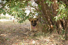 ANNA, Hund, Mischlingshund in Kroatien - Bild 2