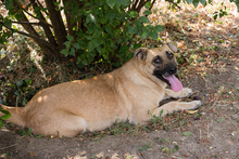 ANNA, Hund, Mischlingshund in Kroatien - Bild 3