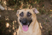 ANNA, Hund, Mischlingshund in Kroatien - Bild 4