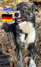 REXII, Hund, Mischlingshund in Lampertheim - Bild 18