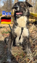 REXII, Hund, Mischlingshund in Lampertheim - Bild 19