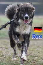 REXII, Hund, Mischlingshund in Lampertheim - Bild 2