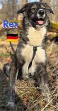 REXII, Hund, Mischlingshund in Lampertheim - Bild 20