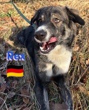 REXII, Hund, Mischlingshund in Lampertheim - Bild 21