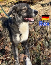 REXII, Hund, Mischlingshund in Lampertheim - Bild 22