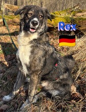 REXII, Hund, Mischlingshund in Lampertheim - Bild 24