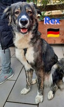 REXII, Hund, Mischlingshund in Lampertheim - Bild 25