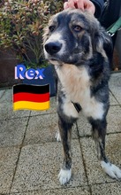 REXII, Hund, Mischlingshund in Lampertheim - Bild 26