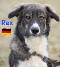 REXII, Hund, Mischlingshund in Lampertheim - Bild 3