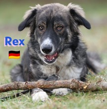 REXII, Hund, Mischlingshund in Lampertheim - Bild 4