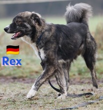 REXII, Hund, Mischlingshund in Lampertheim - Bild 5