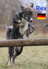 REXII, Hund, Mischlingshund in Lampertheim - Bild 6