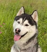 BADY, Hund, Siberian Husky in Slowakische Republik - Bild 1