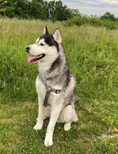 BADY, Hund, Siberian Husky in Slowakische Republik - Bild 3