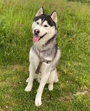 BADY, Hund, Siberian Husky in Slowakische Republik - Bild 4