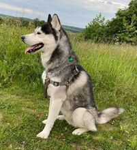 BADY, Hund, Siberian Husky in Slowakische Republik - Bild 6