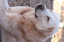 ANGEL, Hund, Hirtenhund in Mengkofen - Bild 8