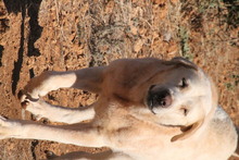 ANGEL, Hund, Hirtenhund in Mengkofen - Bild 9