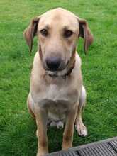 JOHNNY, Hund, Labrador Retriever-Mix in Lahstedt - Bild 1