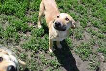 JOHNNY, Hund, Labrador Retriever-Mix in Lahstedt - Bild 10