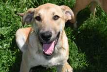 JOHNNY, Hund, Labrador Retriever-Mix in Lahstedt - Bild 13