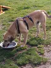 JOHNNY, Hund, Labrador Retriever-Mix in Lahstedt - Bild 2