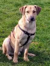 JOHNNY, Hund, Labrador Retriever-Mix in Lahstedt - Bild 3