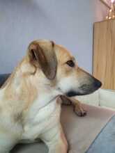 JOHNNY, Hund, Labrador Retriever-Mix in Lahstedt - Bild 7