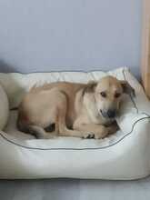 JOHNNY, Hund, Labrador Retriever-Mix in Lahstedt - Bild 9