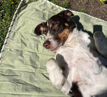 JUBAS, Hund, Mischlingshund in Radebeul - Bild 1