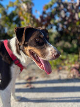 JUBAS, Hund, Mischlingshund in Radebeul - Bild 3