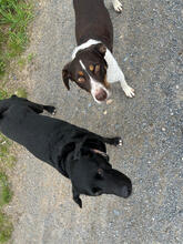 JUBAS, Hund, Mischlingshund in Radebeul - Bild 4