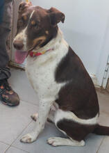 JUBAS, Hund, Mischlingshund in Radebeul - Bild 6