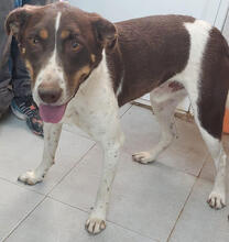 JUBAS, Hund, Mischlingshund in Radebeul - Bild 7