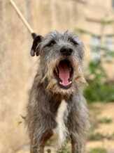 IGGY, Hund, Katalonischer Hirtenhund-Mix in Spanien - Bild 6