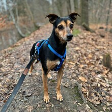 PAULO, Hund, Podenco Orito-Mix in Leverkusen - Bild 1