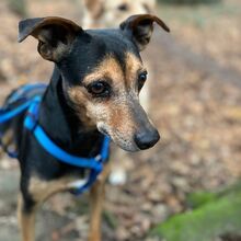 PAULO, Hund, Podenco Orito-Mix in Leverkusen - Bild 2