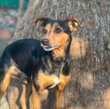 PAULO, Hund, Podenco Orito-Mix in Leverkusen - Bild 3