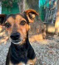 PAULO, Hund, Podenco Orito-Mix in Leverkusen - Bild 4