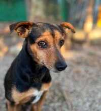 PAULO, Hund, Podenco Orito-Mix in Leverkusen - Bild 6