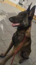 ARABI, Hund, Malinois-Mix in Spanien - Bild 1