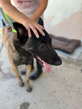 ARABI, Hund, Malinois-Mix in Spanien - Bild 2