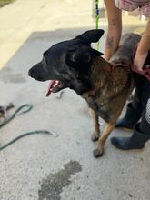 ARABI, Hund, Malinois-Mix in Spanien - Bild 3