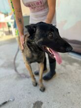 ARABI, Hund, Malinois-Mix in Spanien - Bild 4