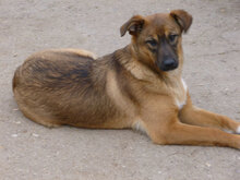 KOMETA, Hund, Mischlingshund in Bulgarien - Bild 10